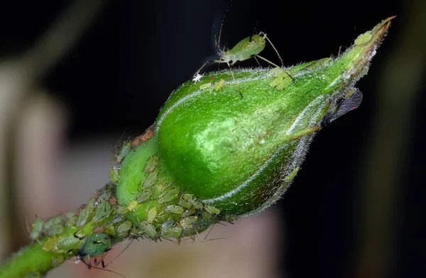 蚜虫是吸吮汁液的小昆虫 是Aphidoidea超家族的成员 常见的名字包括绿蝇和黑蝇 尽管一个物种中的个体在颜色上有很大的差异 — 图库照片