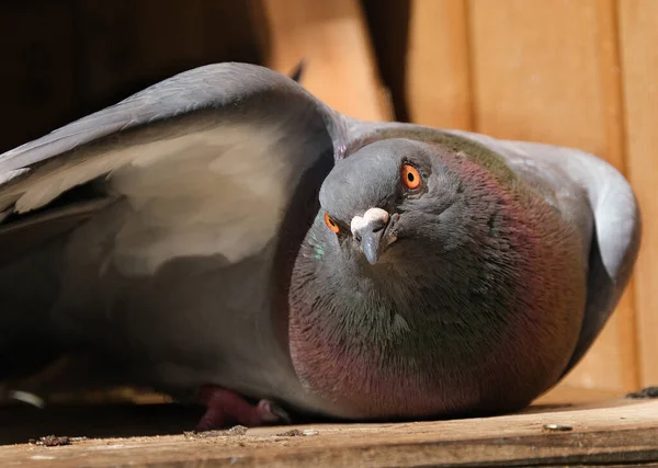 Pombos Feral Columba Livia Domestica Também Chamados Pombas Cidade Pombos — Fotografia de Stock