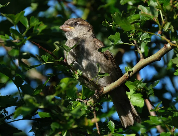 Huismus Passeridae Een Zangvogel Uit Familie Passeridae Mussen Het Een — Stockfoto