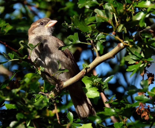 Huismus Passeridae Een Zangvogel Uit Familie Passeridae Mussen Het Een — Stockfoto