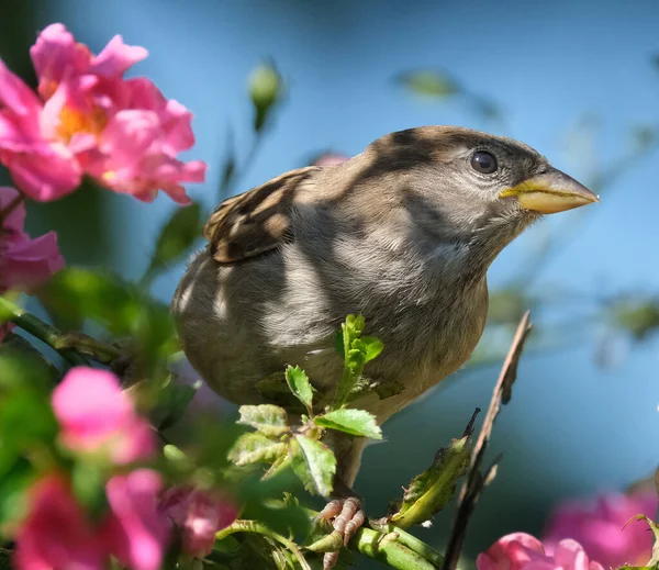 House Sparrow Bird Sparrow Family Passeridae Found Most Parts World — Stock Photo, Image