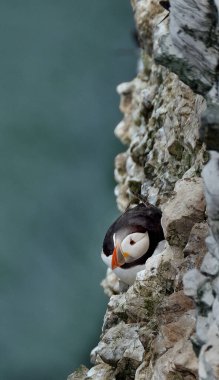 Puffinler, üreme mevsiminde parlak renkli gagalı kuş cinsi Fratercula 'nın üç küçük alcidinden biridir.