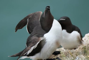 Ustura gagası ya da daha az auk, Alcidae familyasından Alca cinsine ait bir denizkuşudur.