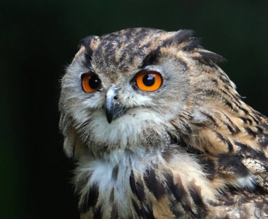 Avrasya kartal baykuşu Avrasya 'nın büyük bölümünde yaşayan bir kartal-baykuş türüdür. Ayrıca Avrupa kartal baykuşu olarak da bilinir ve Avrupa 'da ara sıra sadece kartal-baykuş olarak kısaltılır.