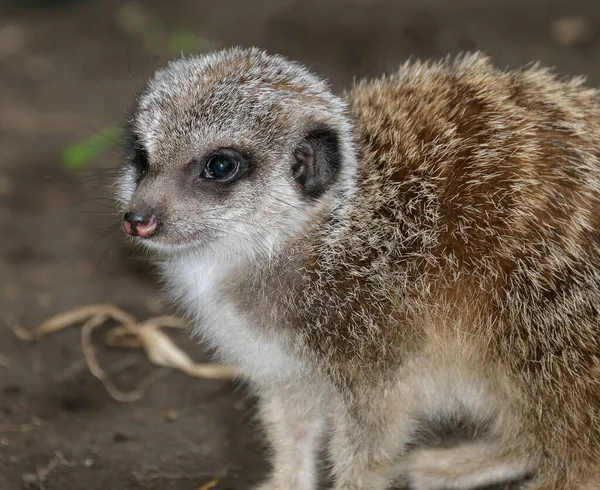 ミーアキャット Meerkat またはサリチル酸塩 Suricate 南アフリカで見られる小さなモノグースである 広い頭 大きな目 尖った鼻先 長い足 細いテーパリング尾 — ストック写真