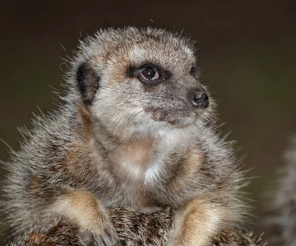 ミーアキャット Meerkat またはサリチル酸塩 Suricate 南アフリカで見られる小さなモノグースである 広い頭 大きな目 尖った鼻先 長い足 細いテーパリング尾 — ストック写真