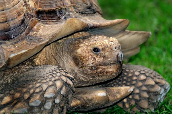 Schildpadden Testudinidae Zijn Een Familie Van Schildpadden Zij Onderscheiden Zich — Stockfoto