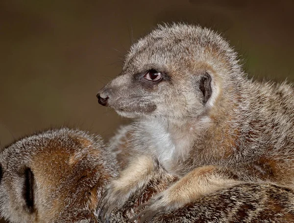 ミーアキャット Meerkat またはサリチル酸塩 Suricate 南アフリカで見られる小さなモノグースである 広い頭 大きな目 尖った鼻先 長い足 細いテーパリング尾 — ストック写真