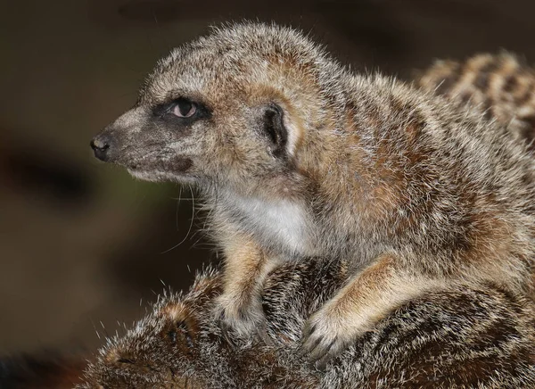 ミーアキャット Meerkat またはサリチル酸塩 Suricate 南アフリカで見られる小さなモノグースである 広い頭 大きな目 尖った鼻先 長い足 細いテーパリング尾 — ストック写真