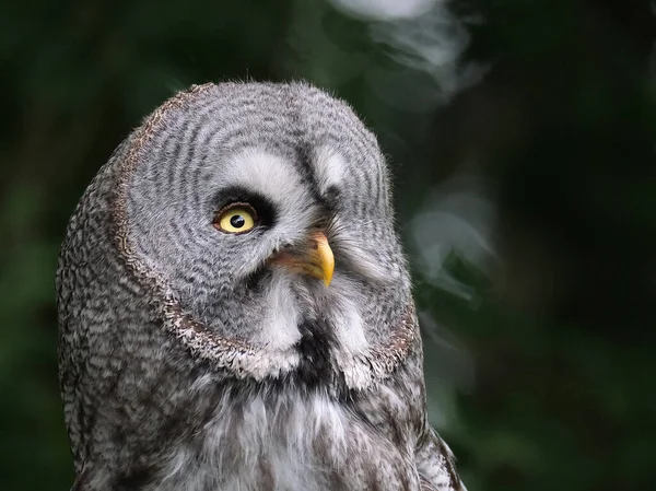 Die Uhu Ist Eine Sehr Große Eule Die Nach Ihrer — Stockfoto