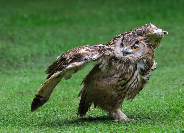 The Eurasian eagle-owl is a species of eagle-owl that resides in much of Eurasia. It is also called the European eagle-owl and in Europe, it is occasionally abbreviated to just the eagle-owl