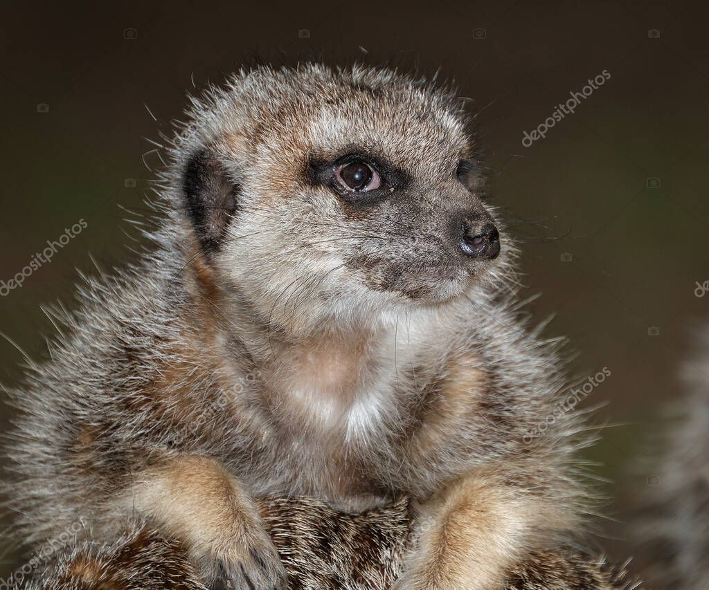 El suricate o suricate es una pequeña mangosta que se encuentra en el sur de África. Se