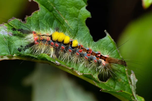 Most People Vapourer Moth Best Known Its Spectacular Caterpillars Which — Stock Photo, Image