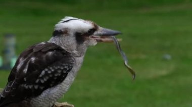 Kookaburras, Avustralya ve Yeni Gine 'ye özgü ve 28 ila 42 cm uzunluğunda ve yaklaşık 300 gram ağırlığında olan Dacelo cinsi karasal ağaç balıkçılarıdır..