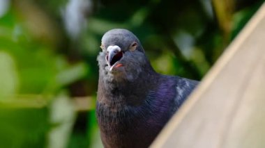 Vahşi güvercinler (Columba livia domestica), güvercinler, şehir güvercinleri veya sokak güvercinleri olarak da bilinir..