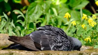 Vahşi güvercinler (Columba livia domestica), güvercinler, şehir güvercinleri veya sokak güvercinleri olarak da bilinir..