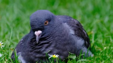Vahşi güvercinler (Columba livia domestica), güvercinler, şehir güvercinleri veya sokak güvercinleri olarak da bilinir..