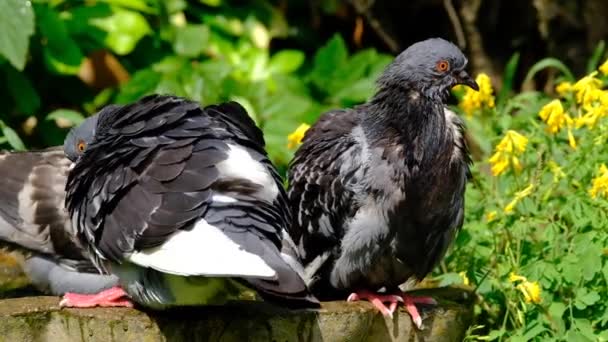 Vadgalambok Columba Livia Domestica Más Néven Városi Galambok Városi Galambok — Stock videók