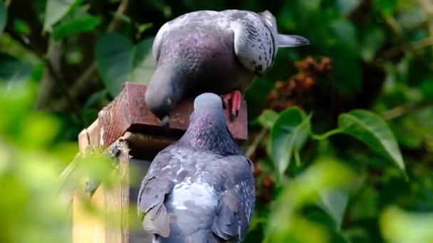 Feral Pigeons Columba Livia Domestica Also Called City Doves City — Stock Video