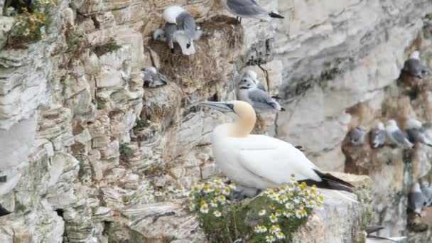 Gannets São Aves Marinhas Que Compõem Gênero Morus Família Sulidae — Vídeo de Stock