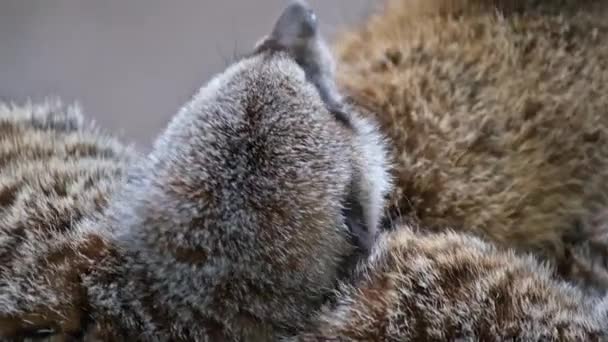 Das Erdmännchen Ist Ein Kleiner Mungo Der Südlichen Afrika Vorkommt — Stockvideo