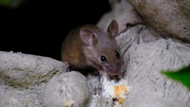 Souris Domestique Est Petit Mammifère Ordre Des Rodentia Caractérisé Par — Video