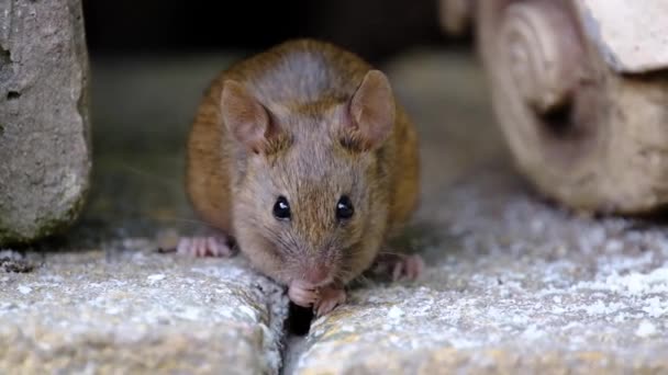 Домашняя Мышь Мелкое Млекопитающее Порядка Rodentia Характерно Имеющее Острый Нос — стоковое видео