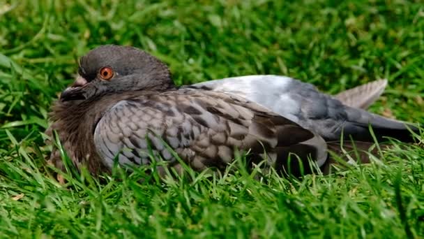 Vahşi Güvercinler Columba Livia Domestica Güvercinler Şehir Güvercinleri Veya Sokak — Stok video