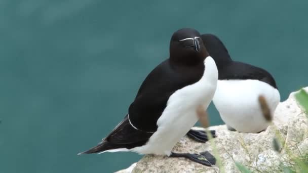 Vahşi Güvercinler Columba Livia Domestica Güvercinler Şehir Güvercinleri Veya Sokak — Stok video