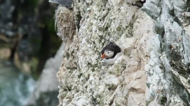 Puffinler Üreme Mevsiminde Parlak Renkli Gagalı Kuş Cinsi Fratercula Nın — Stok video