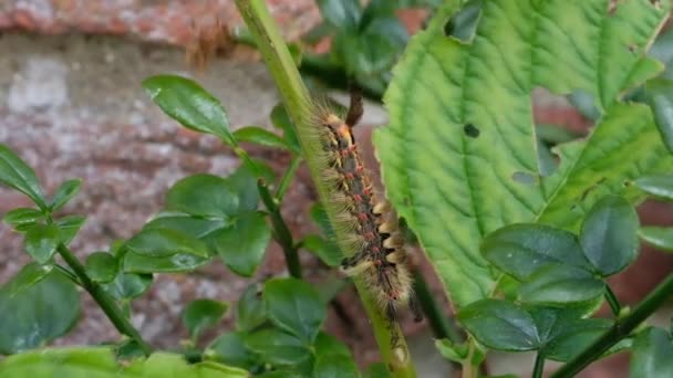 Orgyia Antiquaorgyia Antiqua Paslı Güve Buharlaştırıcı Erebidae Familyasından Bir Güve — Stok video