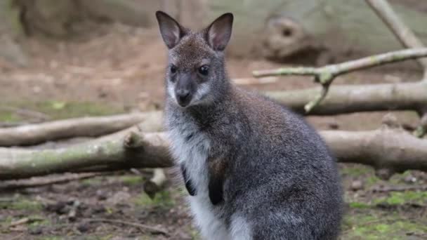 Wallaby 是一种原产于澳大利亚和新几内亚的小型或中型大型大型动物 在新西兰 英国和其他国家有大量的引进物种 — 图库视频影像