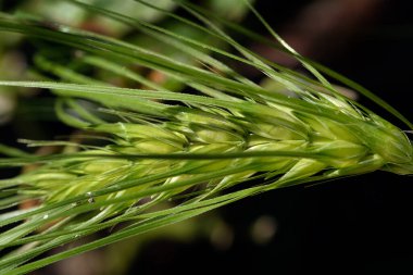 Ear of Barley yeşil alanda büyüyor. Kapat..