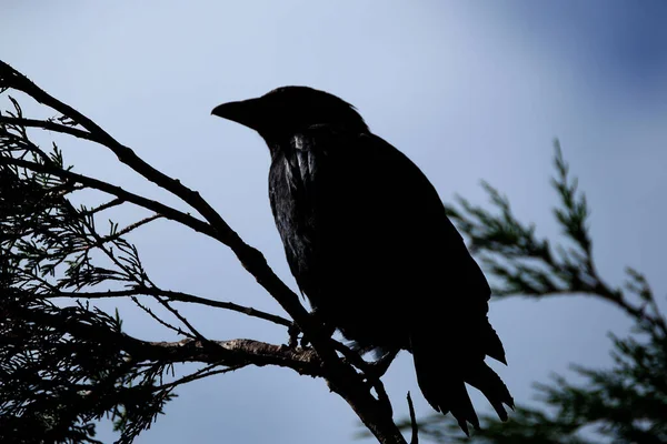 Kråka Fågel Släktet Corvus Eller Mer Allmänt Synonym För Hela — Stockfoto