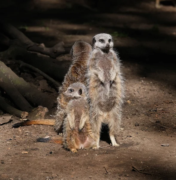 Meerkat Suricate Small Mongoose Found Southern Africa Characterised Broad Head — Stock Photo, Image