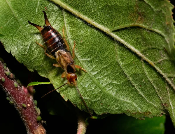 Earwigs Compõem Ordem Dos Insectos Dermaptera Com Cerca 000 Espécies — Fotografia de Stock