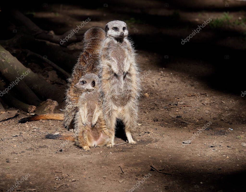 El suricate o suricate es una pequeña mangosta que se encuentra en el sur de África. Se