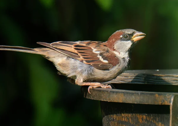 House Sparrow Bird Sparrow Family Passeridae Found Most Parts World — Stock Photo, Image