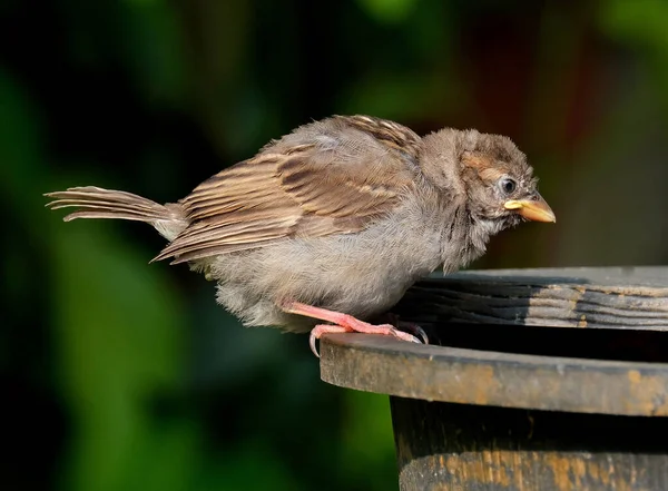 Der Haussperling Ist Ein Vogel Der Familie Passeridae Der Den — Stockfoto