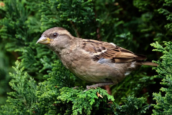 Huismus Passeridae Een Zangvogel Uit Familie Passeridae Mussen Het Een — Stockfoto