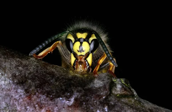 Eine Wespe Ist Jedes Insekt Der Unterordnung Apocrita Der Ordnung — Stockfoto