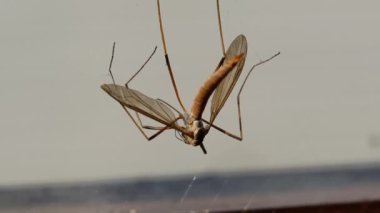 Turna sineği ya da bahçe küresi ağ örümceklerinin ağına takılmış baba uzun bacakları.