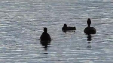 Tüylü ördek, Kuzey Avrasya 'da yaklaşık bir milyon kuşluk bir nüfusa sahip küçük bir dalış ördeğidir.