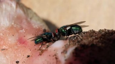 Calliphora vomitoria, mavi şişe sineği veya turuncu sakallı mavi şişe olarak da bilinen, Calliphoridae familyasından bir sinek türü. Bahçedeki atık etle beslenmek.