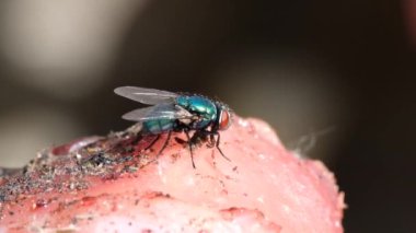 Calliphora vomitoria, mavi şişe sineği veya turuncu sakallı mavi şişe olarak da bilinen, Calliphoridae familyasından bir sinek türü. Bahçedeki atık etle beslenmek