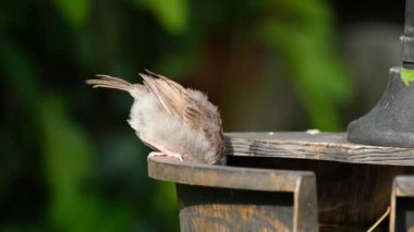 Serçe. Ev serçesi, Serçe familyasından dünyanın birçok yerinde bulunan bir kuş türü. Tipik uzunluğu 16 cm ve kütlesi 2439.5 cm olan küçük bir kuştur..