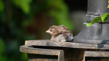 Serçe. Ev serçesi, Serçe familyasından dünyanın birçok yerinde bulunan bir kuş türü. Tipik uzunluğu 16 cm ve kütlesi 2439.5 cm olan küçük bir kuştur..