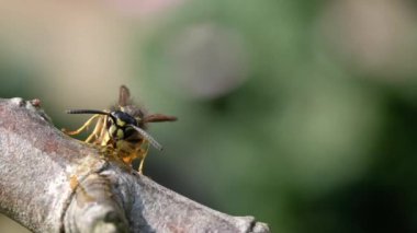 Yaban arısı şehir bahçesinde şeker solüsyonuyla besleniyor.