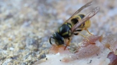 Yaban arısı atılmış jambondan yağ kesiyor ve yuvaya taşımak için bir topun içine yuvarlıyor..