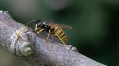 Yaban arısı atılmış jambondan yağ kesiyor ve yuvaya taşımak için bir topun içine yuvarlıyor..